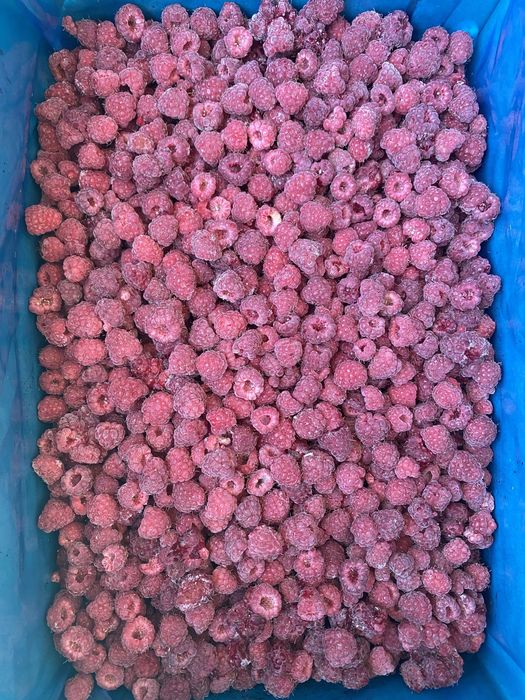 Замороженная малина