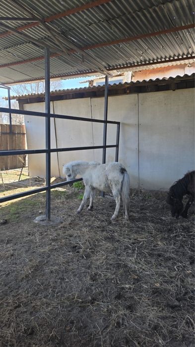 Продам годовалых пони