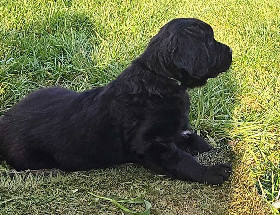 Golden-Mastiff 3 puiuti speciali