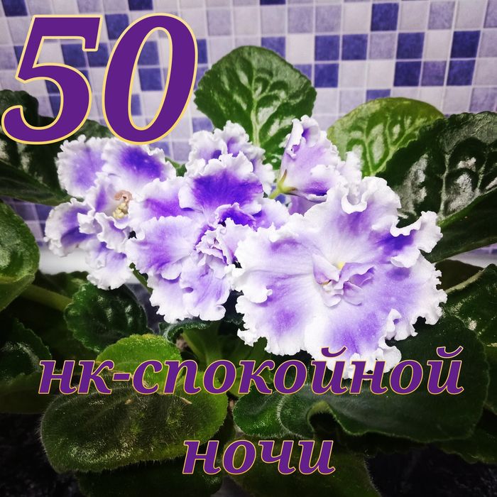 Продам сортовые фиалки
