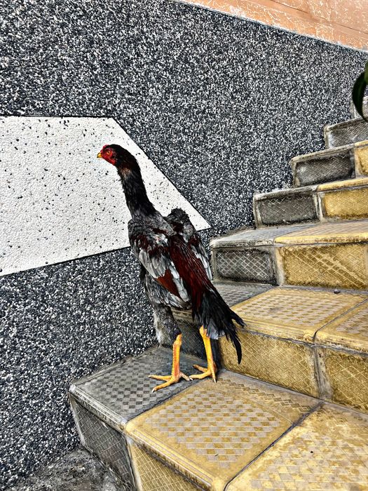 kul joja shamo korea