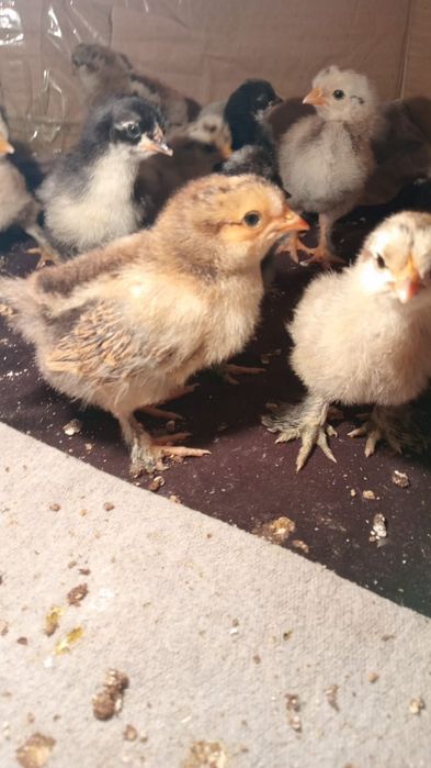 Продам цыплят. 1 неделя.
