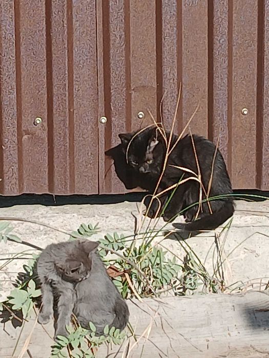 Котята в добрые руки