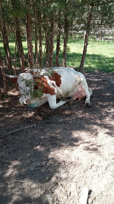 Două vaci la a doua fătare cu vițele