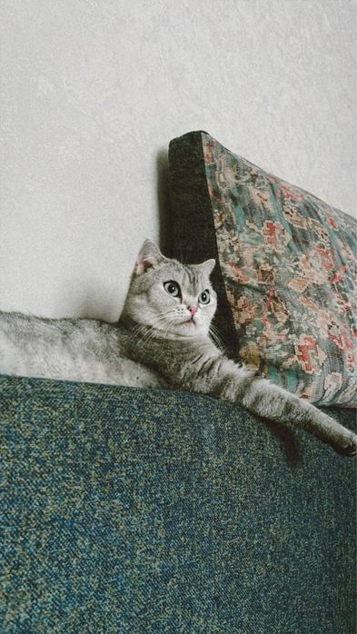 Подарим счастье в хорошие руки