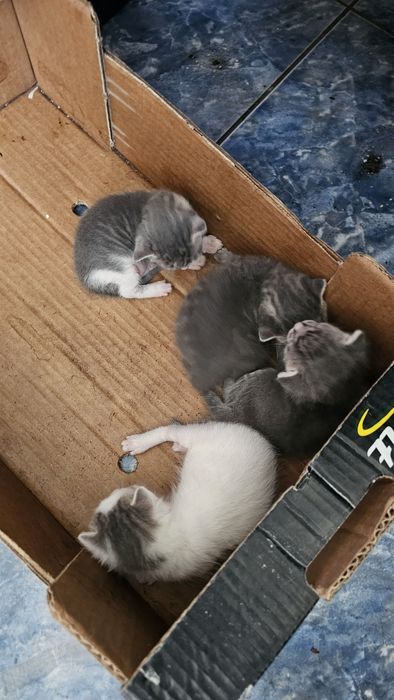 Котенца малки на 15 дни .