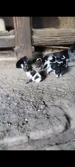 Дратхар күшіктері сатылады