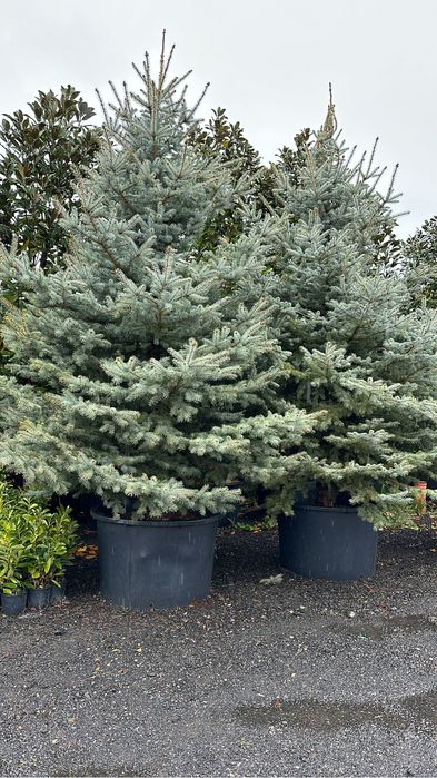 Tuia brazi catalpa artari tei mesteacan maslini pom-pom spirale bosai