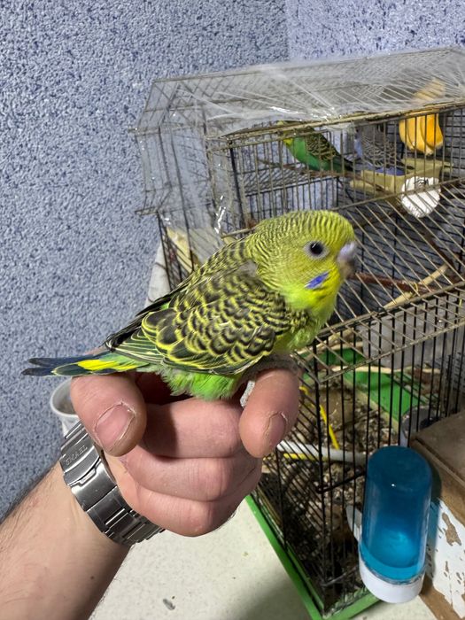 Попугай волнистый