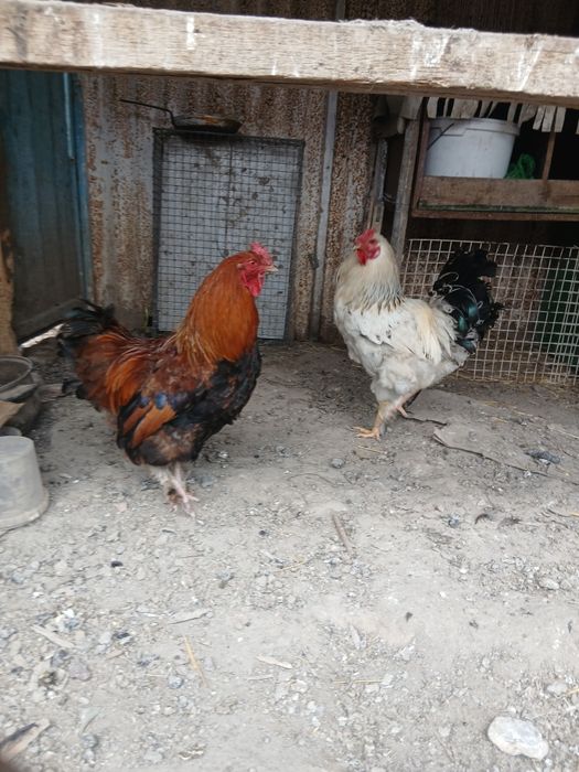 Продаю петухи! Одна по 6000