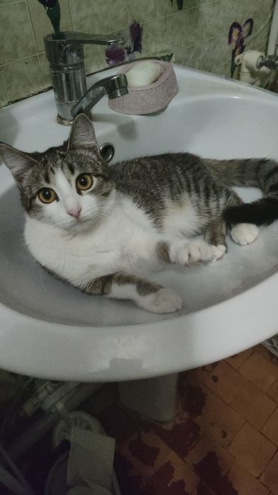 Отдам кошку даром