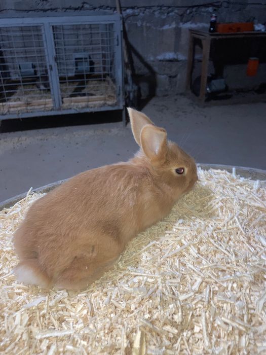 Zotli quyon bolalari sotiladi