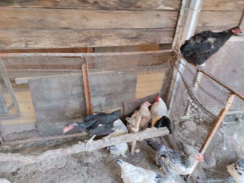 Брама жумыртка шоше товук бар