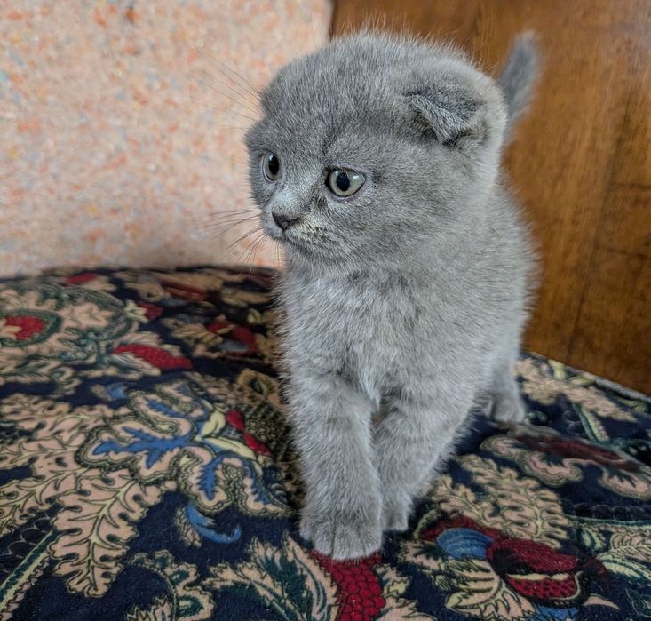 Продаются котята