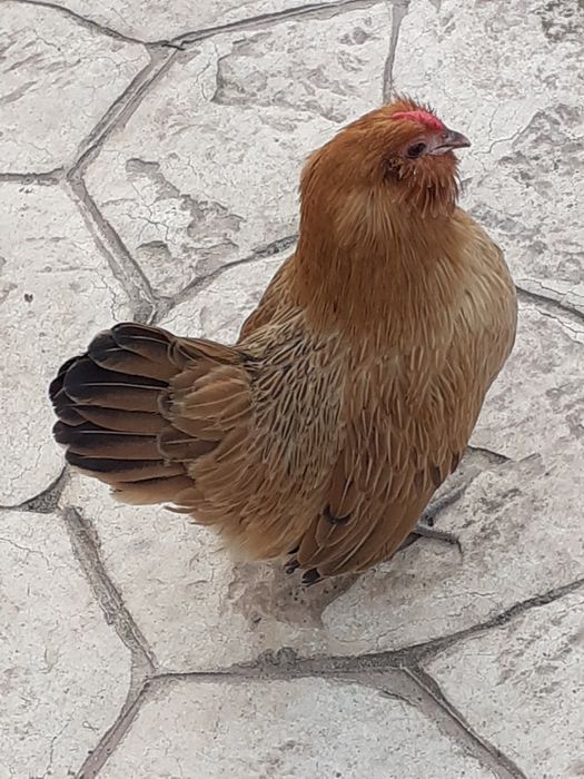 Vand  gainute barboase  anwers