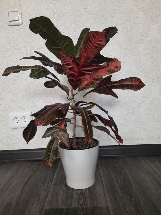 Продам цветок Кротон