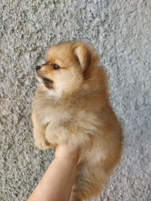 Очаровательные щенки шпица.