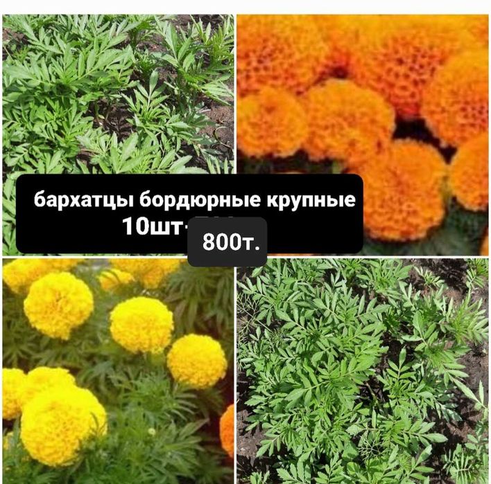 Бархатцы крупные