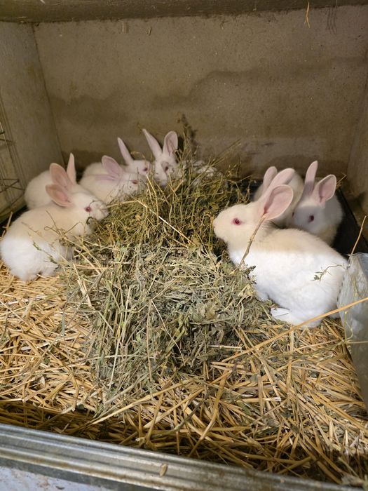 Vând iepurași si carne de iepure