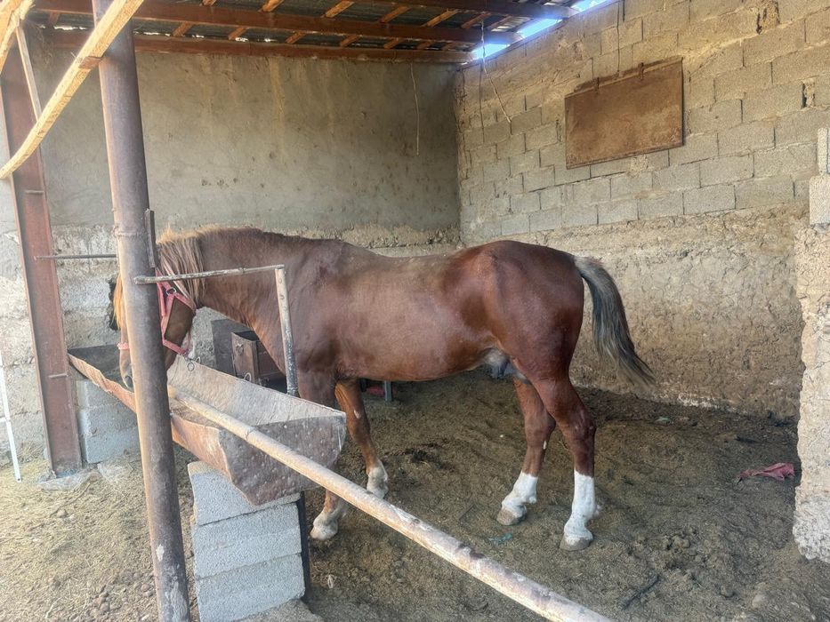 Көкпәрі ат сатылады