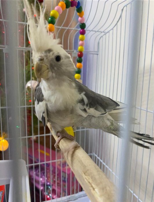 Попугай.  корелла