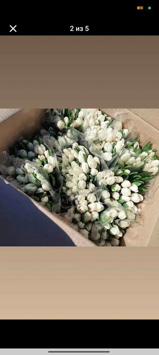 Заказы на цветы тюльпаны