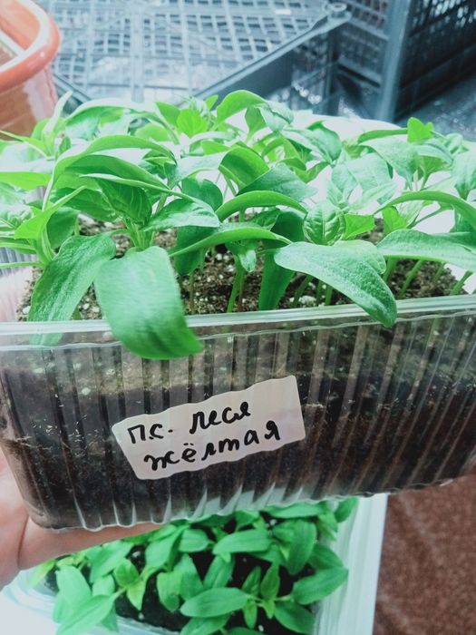 Рассада сладкого перца