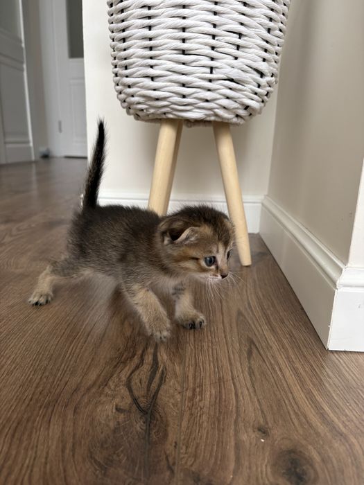 Продам котенка скотиш фолд