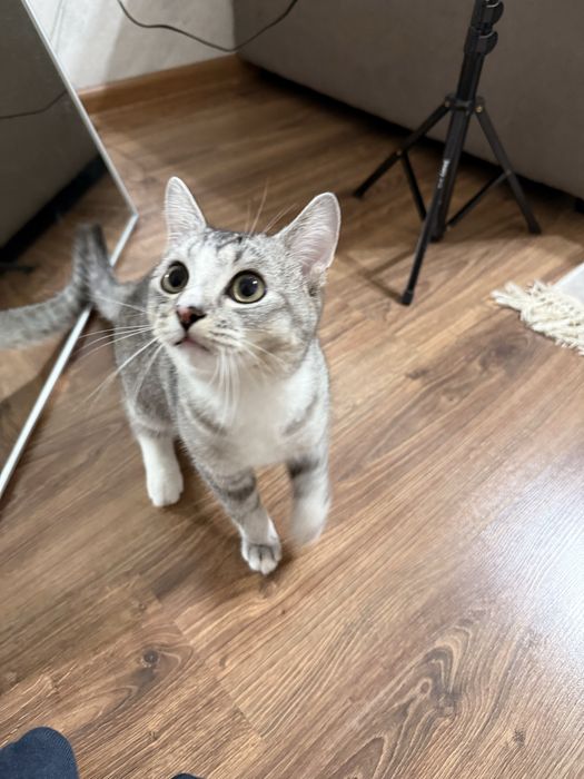 Продам котенка шиншила