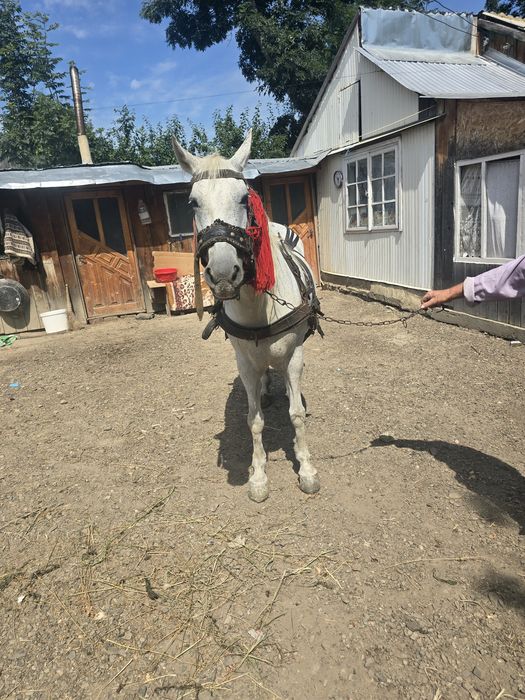 Vând iapa de 6 ani foarte cuminte