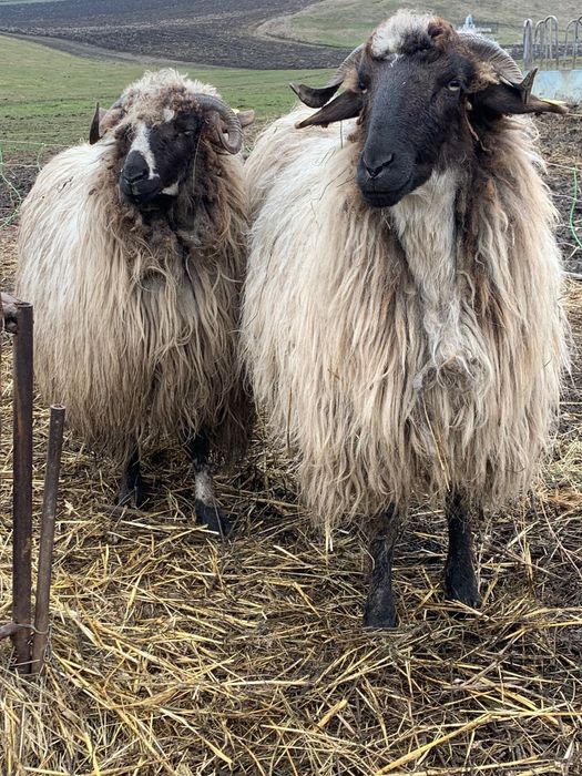 Miori la prima fătare