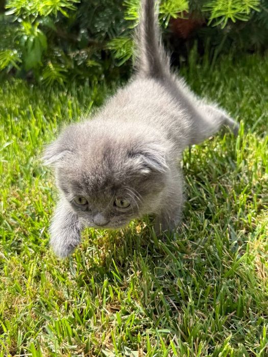 Котята Шотландские