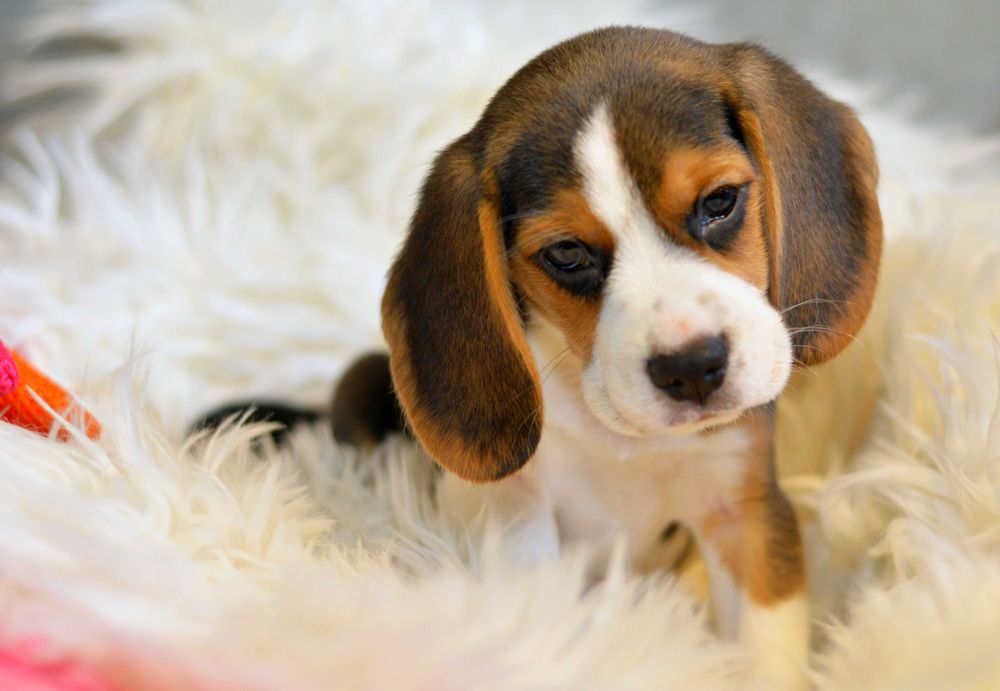 Pui Beagle tricolor din parinti cu pedigree Bucuresti Sectorul 1 • OLX.ro