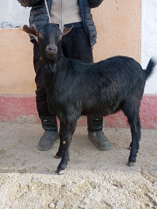 Така мурсияна 1 ешар семиз