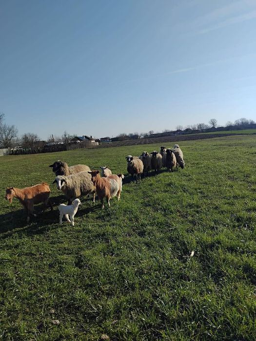 Vand oi cu miei  bune de tinut