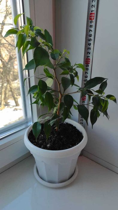 Фикус Бенджамина (Ficus benjamina)