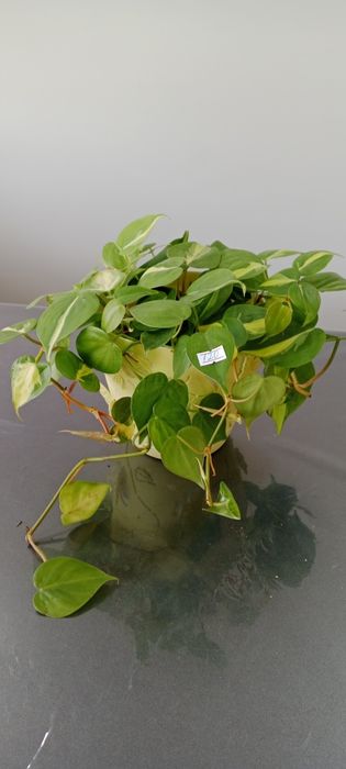 Домашние растения, Хонаки гуллар