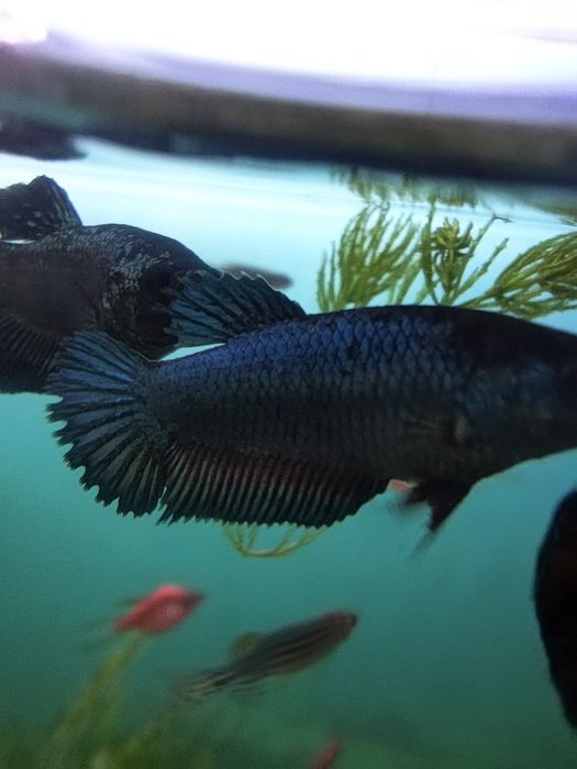 Pesti exotici de acvariu