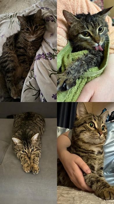 Отдам даром в добрые руки