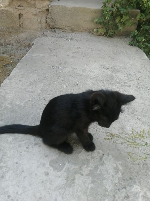 Чёрные милые котёнок.