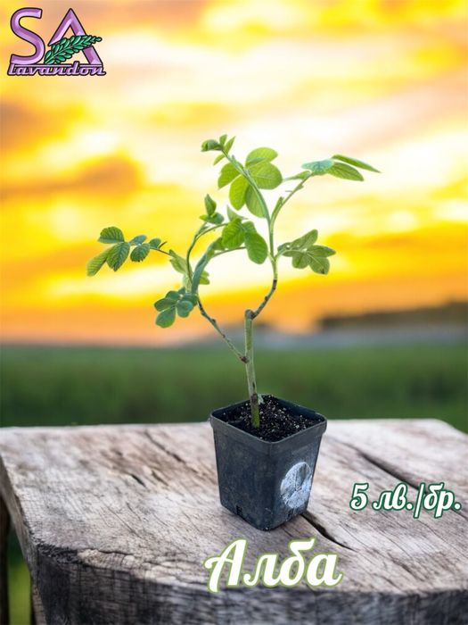 Българска Маслодайна Роза…