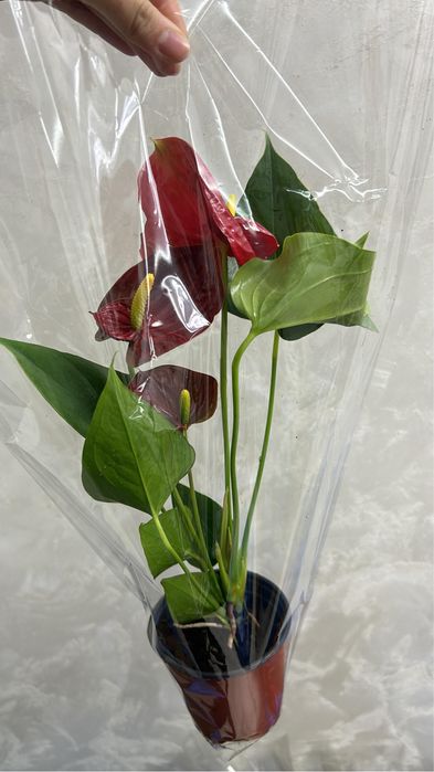 Цветы    домашние