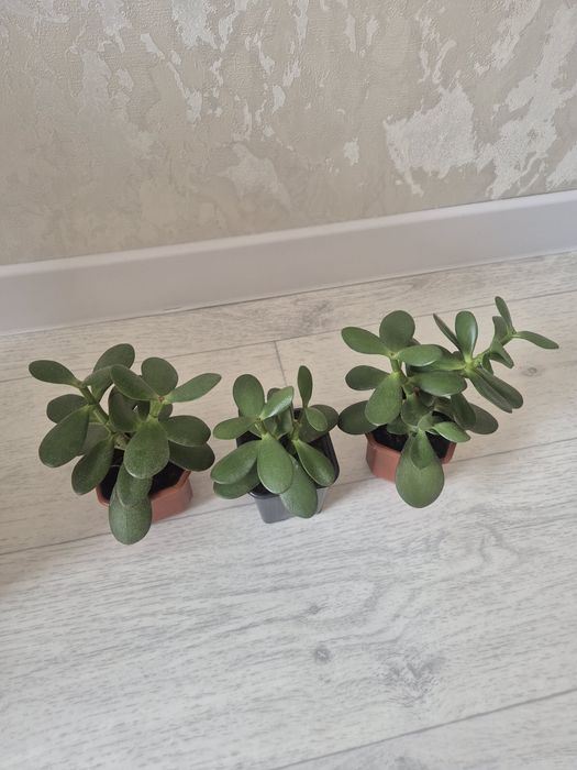 Продам или обменяю  цветочки