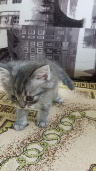 Продам семерых котят