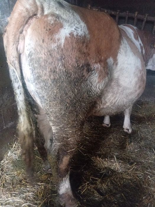 Vând vaca 8 ani trebuie  să fete