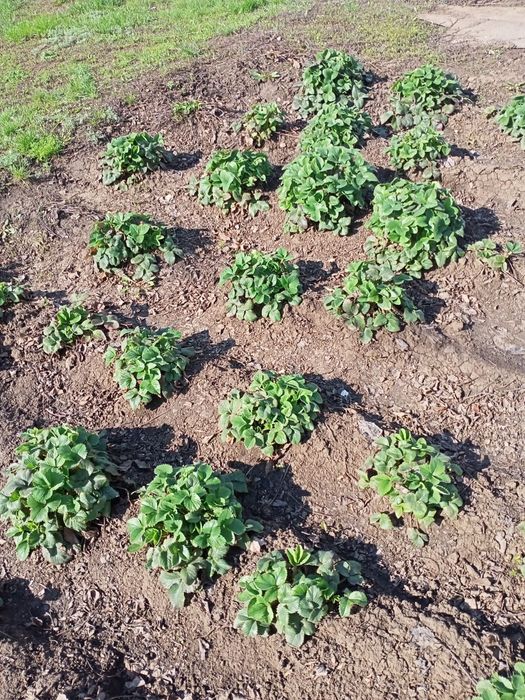 Рассада клубники