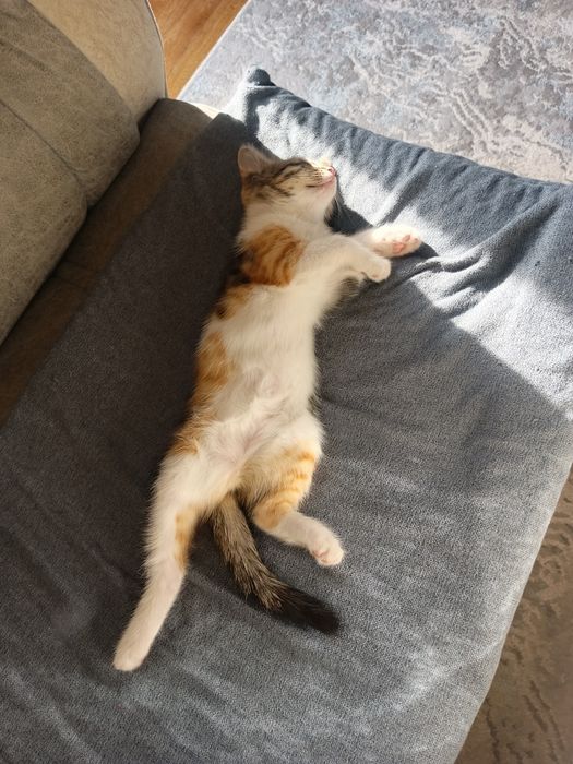 Котёнок 2.5 месяца