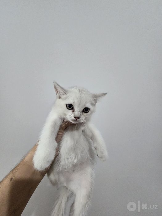Продаётся котёнка. Британская серебристый шиншилла.
