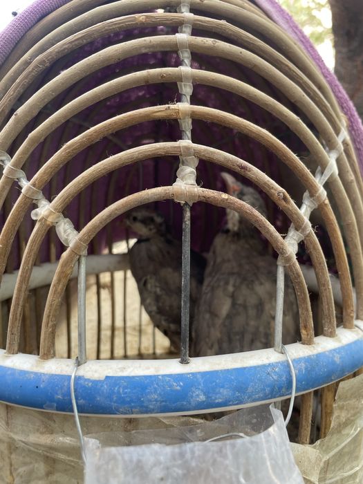 Каклик тог куши кыргстон дан келган