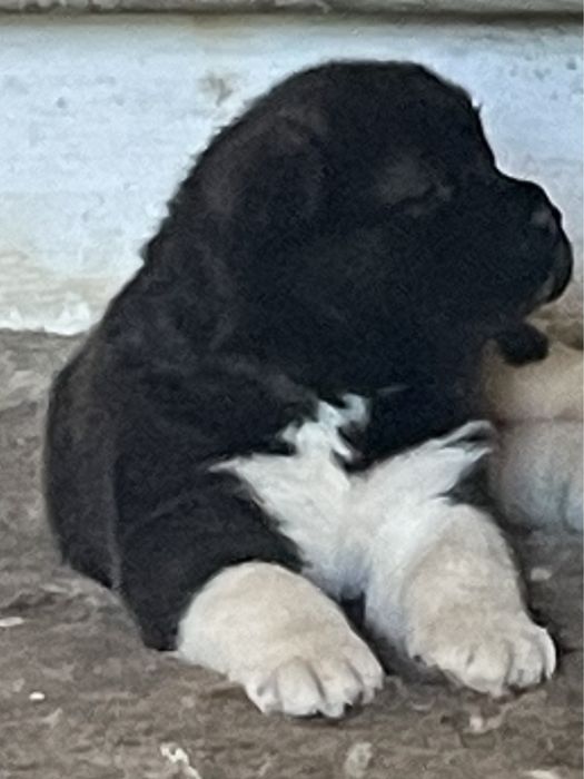 Щенки американской акиты